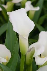pin by ane castro on calla lily calla lily zantedeschia calla
