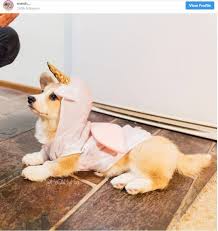 Thanks to your submissions, we have chosen 25 dogs to say happy halloween! Cute Nightmare 9 Adorable Halloween Costume Ideas For Your Cat Or Dog In 2018