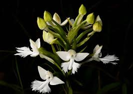 Image result for Habenaria indiana