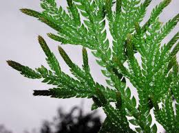 Image result for Selaginellaceae