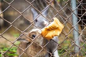 But because of this, it will cause them to have diarrhoea. Can Rabbits Eat Bread We Re All About Pets