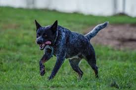 Hello everyone! First time posting so here's my crazy 2yo heeler "Harlow"