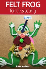 Diy Frog For Dissecting In 2020 Frog Dissection Stem Play Upper Elementary Science