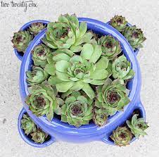 See more ideas about succulents, plants, hens and chicks. Hens And Chicks Plant Care And Grow Guide How To Care Grow Sempervivum