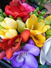 Google Freesia Plant Freesia Is A Genus Of Flowering Plants In The Family Iridaceae First Described As A Gen Beautiful Flowers Amazing Flowers Flowers Nature