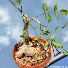 Image result for Cyphostemma