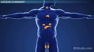 Affordable and search from millions of royalty free images, photos and vectors. Endocrine System Lesson For Kids Video Lesson Transcript Study Com