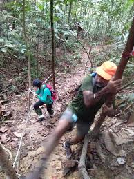 Currently, frim is under the purview of the ministry of natural resources and environment, encompassing 1,528 hectares of land, adjacent to the bukit lagong forest reserve. Bamboo Forest Bukit Lagong Forest Reserve