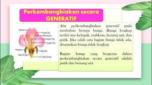 Perkembangbiakan vegetatif adalah cara perkembangbiakan makhluk hidup yang terjadi tanpa melalui perkawinan. Tema 1 Subtema 4 Cara Berkembangbiak Tumbuhan Youtube