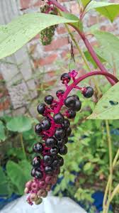 Image result for Phytolaccaceae