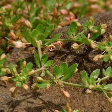 Image result for Glinus