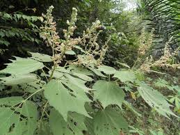 Image result for Triumfetta