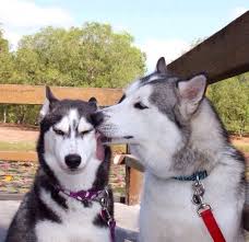 「犬笑顔」の画像検索結果