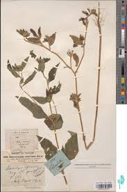 Image result for Sclerocarpus africanus