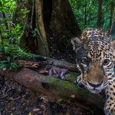 These animals live in the forests of southeast asia, central america, and south america. Ecuador S Vanishing Jaguars The Big Cat Vital To Rainforest Survival Environment The Guardian
