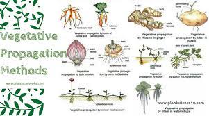 Vegetative Propagation Methods Propagating Plants Propagation Vegetation