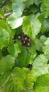 Maybe you would like to learn more about one of these? Muscadines Our Florida Wild Grape Gardening In The Panhandle