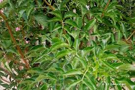 Common Elder – Sambucus nigra – Is-Sebuqa l-kbira – Chadwick Lakes
