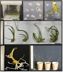 Image result for Albuca nigritana