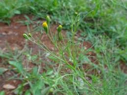 Image result for Hirpicium gracile