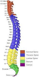 Human Spine And Spinal Cord Picture C1 S5 Vertebra In 2021 Spinal Cord Anatomy Human Spine Body Anatomy