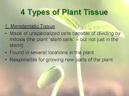It supports leaves, flowers and fruits, transports water and dissolved substances between the roots and the. Biology Lesson 5 Plant Tissues Organs Systems 4