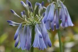 Image result for Agapanthus inapertus