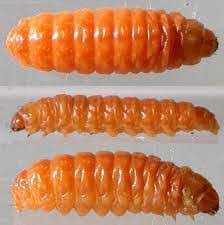 TOMURCUK TIRTILLARI..MEYVE ZARARLILARI VE MÜCADELE YÖNTEMİ. | SOLVER KİMYA  - KİMYA ANSİKLOPEDİSİ - İMALAT ANSİKLOPEDİLERİ - KİMYA MAKALELERİ