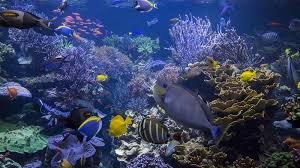 Climate Change Warming Oceans May Reduce Sea Life By 17 All World Report Find & download free graphic resources for ocean life. climate change warming oceans may