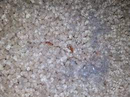 The carpet beetle is referred to as the anthrenus verbasci that grows from 1.7 mm to a maximum of 3.5 mm. Bed Bugs Vs Carpet Beetles Know The Difference Bug Zapper Pest Control