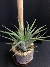 綠葉小精靈空氣草魯普拉精靈室內室外都可植物易打理air plant 迷你吊掛盆栽辦公室tillandsia spanish moss plants air plants tillandsia