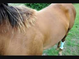 Ringworm On A Horse Prt 1 The First Signs Youtube It spreads between horses thorough the use of common grooming tools, saddle pads, or. ringworm on a horse prt 1 the first