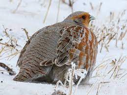 Check spelling or type a new query. Gray Partridge Ebird