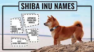 Thank you so much for bringing this joy into my life Shiba Inu Names 115 Stunning Names For Your Puppies Petmoo