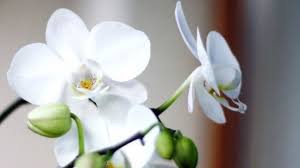 orchideen mit barthaaren zum bluhen bringen frag mutti orchideen bart haare