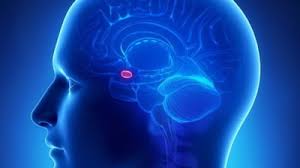 Cercetatorul adam briggs de la universitatea oxford spune ca victorienii a avut deptate cand au venit cu sfatul clar si simplu de sanatate publica: O Bere Pe Zi Tine Doctorul Departe Constatari Uimitoare Privind Efectele Bauturii Asupra Bolilor De Inima Mobile