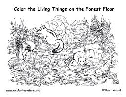 New drawings and coloring pages will be added regularly, please add this site to your favorites! Forest Floor Coloring Page