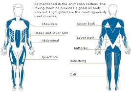 Muscles Used During Rowing So Basically Every Muscle Group In Your Body We Be Strong Rowing Machine Workout Rowing Rowing Machines