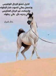 صور خيل موسوعة إقرأ عبارات وصور خيول رمزيات خيول رومانسية رمزيات خيول حزينة
