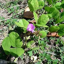 Image result for Canavalia