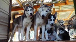 Pin On Husky Puppies