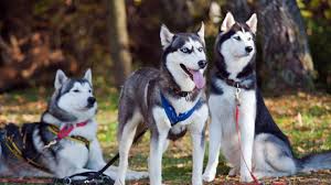 Up to 90% back on vet bills. Siberian Husky Pet Health Insurance Tips