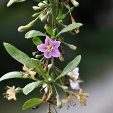 Image result for Lycium