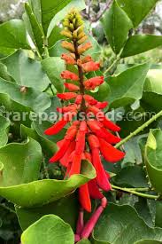 We did not find results for: Erythrina Humeana Dwarf Coral Tree Buy Seeds At Rarepalmseeds Com