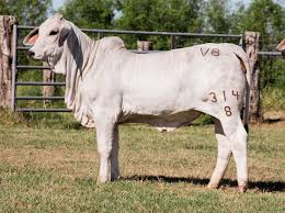 We did not find results for: Mr V8 194 7 V8 Ranch Brahman Cattle In Hungerford And Boling Texas