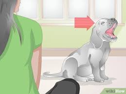 Mix thoroughly and then pour two to three drops of the resulting mixture into your dog's eyes twice or thrice daily. How To Treat Scratches On Your Dog S Eye 9 Steps With Pictures
