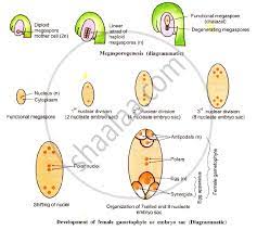 The second one is known as bisporic embryo sac and the last one is called tetrasporic embryo sac. With The Help Of A Neat And Labelled Diagram Describe The Development Of Female Gametophyte Of Angiosperms Development Of Female Gametophytes Shaalaa Com