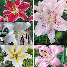 The flower has outer petals in beautiful shades of orange and apricot while the center petals are a delicious shade of lemon chiffon! Lily Bulbs For Sale Shop Lily Flowers Plants Spring Hill Nurseries