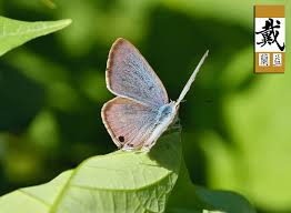 Image result for Erianthemum schelei