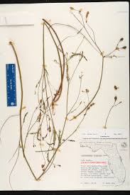 Image result for Aeschynomene leptophylla